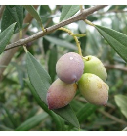 Arbosana Extra Virgin Olive Oil - Southern Hemisphere (Chile) ***JUST ARRIVED***